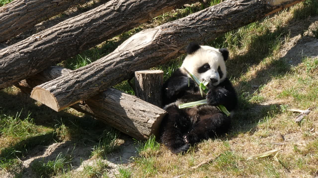 lindo oso panda comiendo bambú. estático, ángulo alto