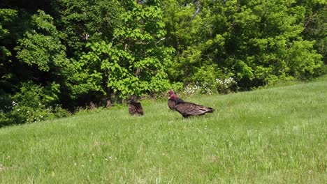 Raubvogel-Truthahngeier-Bussard-Thront-In-Freier-Wildbahn