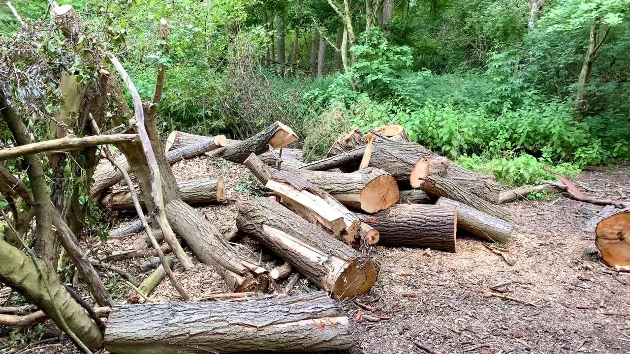 어진 나무 줄기 와 나무 어리 들 이 숲 의 바닥 에 놓여 있었다
