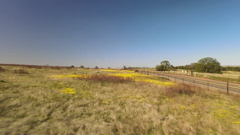 aerial view of a yellow wildflowers meadow in central california