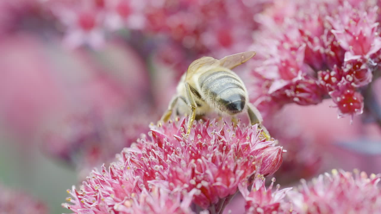 Honeybee on Pink Flowers
