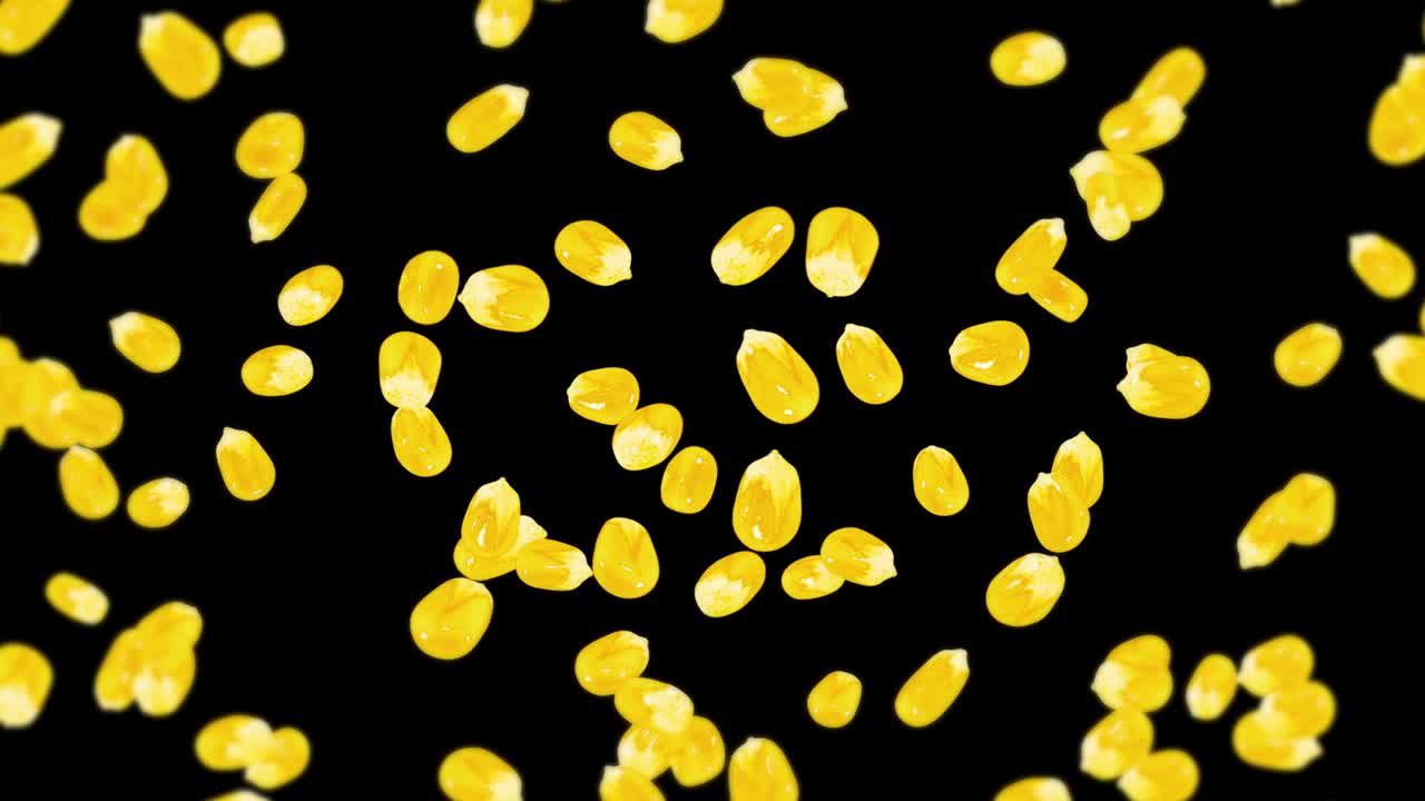 검은색 바탕에 많은 옥수수 어리를 날려. 노란색 달한 옥수스 씨. 채식주의자. 건강한 음식. 옥수수가 회전하는 3d 루프 애니메이션.