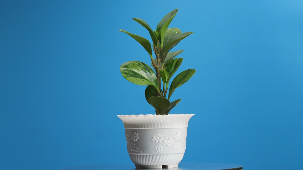 planta de goma en la mesa redonda girando a su alrededor en el fondo de la pantalla azul