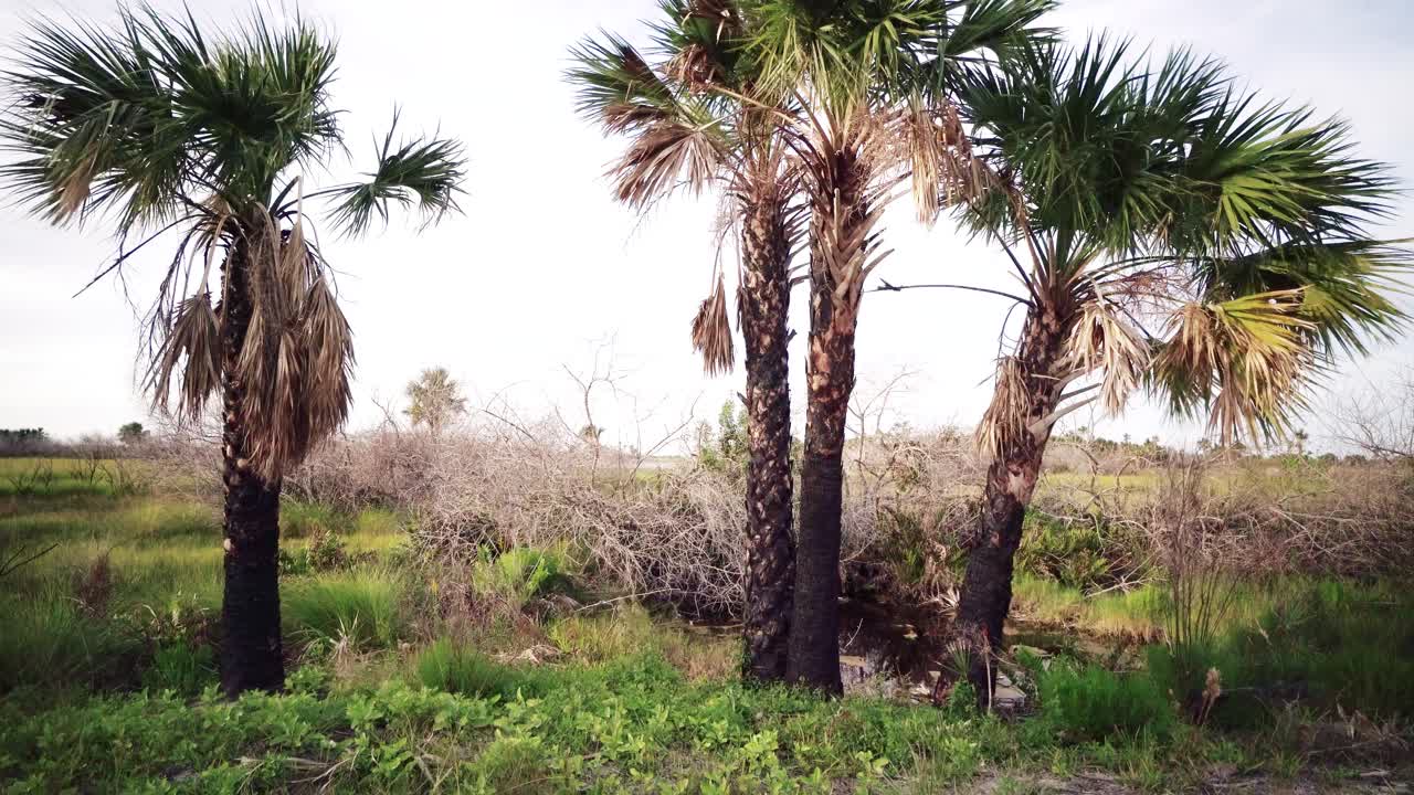 Florida Grassland Everglades