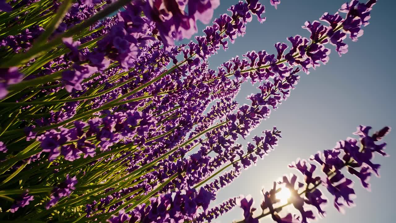 Low-angle video shot of vibrant lavender flowers against a clear blue sky, capturing a serene