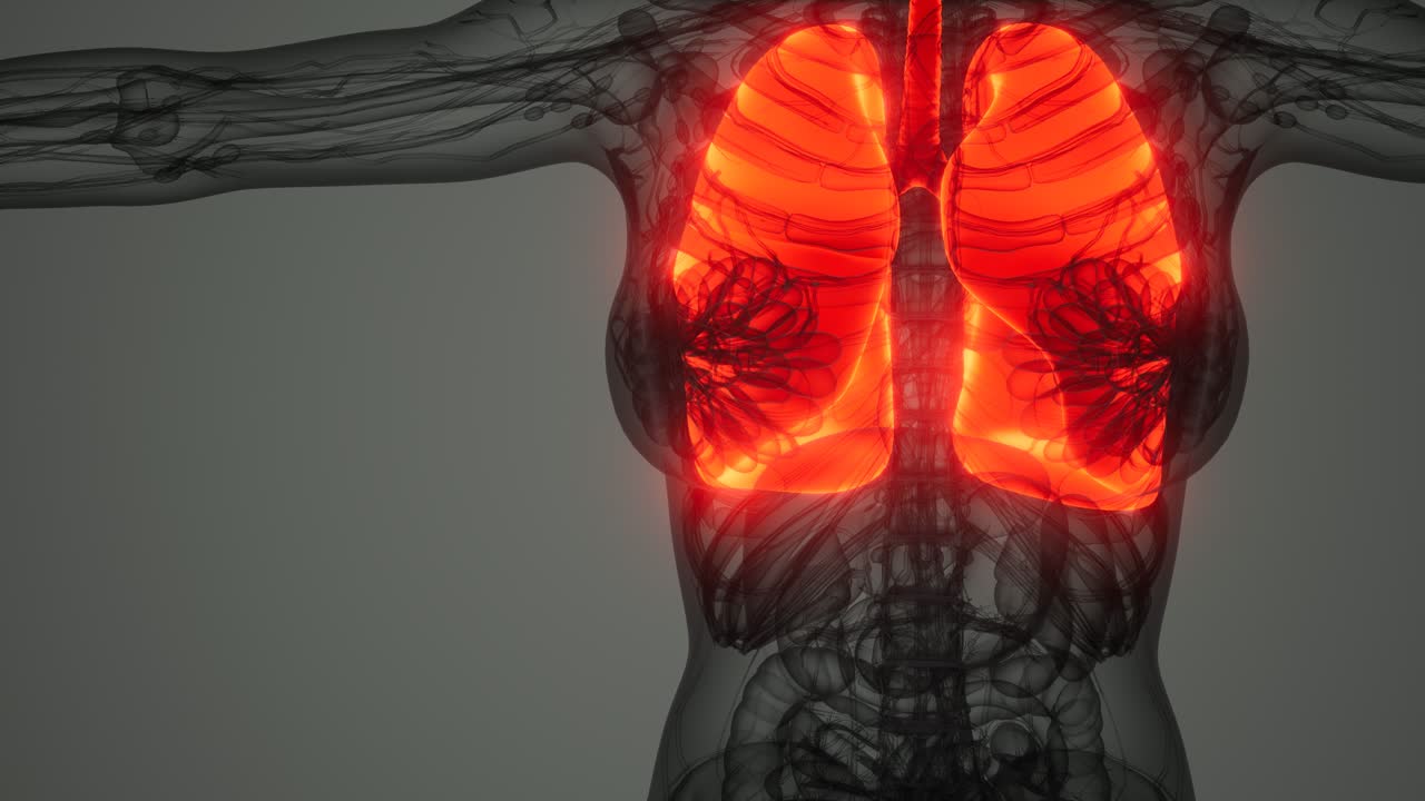exploración de la anatomía de los pulmones humanos