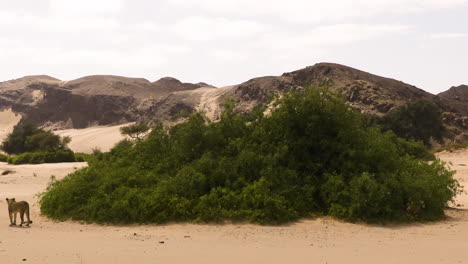 a lioness walks through desert landscape of the hoanib valley in namibia, past a green bush. bare mountains are visible in the background. the lioness stops at the left edge of the frame. long shot.