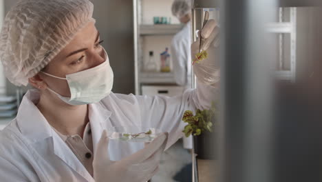 scientist working with microgreens in a laboratory