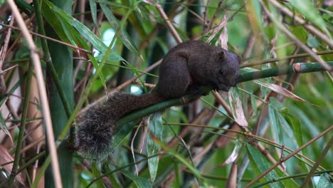 Close-up-shot-of-a-cute-wild-pallas's-squirrel-resting-on-the-bamboo-branch-at-Daan-Forest-Park-In-Taipei-city,-Taiwan