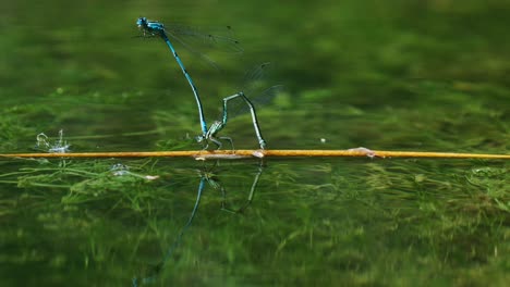 male damselfly clasping the female while she lays eggs