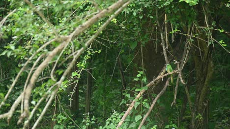 Blue-bearded-Bee-eater,-Nyctyornis-athertoni,-UNESCO-World-Heritage,-Kaeng-Krachan-National-Park,-Thailand