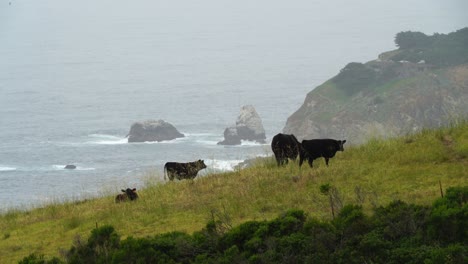 cows on coastline in northern california