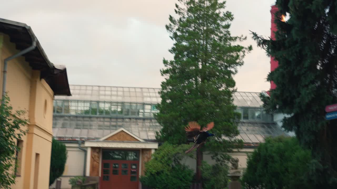 푸른 털 을 가진 수 오리 가 도시 에 있는 지붕 에서 느린 속도로 날아간다