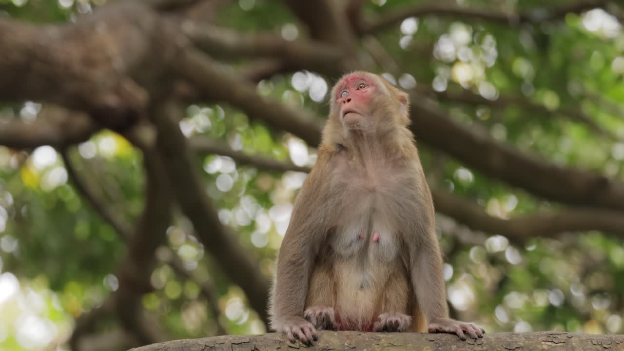 los macacos constituyen un género (macaca) de monos gregarios. los macacos se encuentran en una variedad de hábitats en todo el continente asiático y son altamente adaptables.