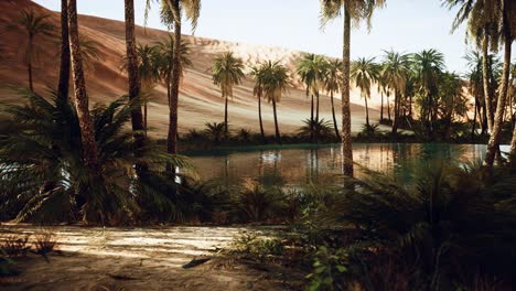 oasis in hot sahara desert