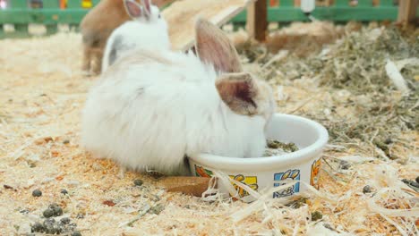 small rabbits eat and have fun in the paddock