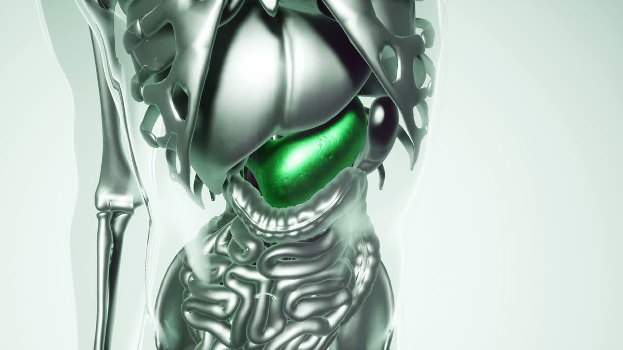 modelo de estómago humano con todos los órganos y huesos