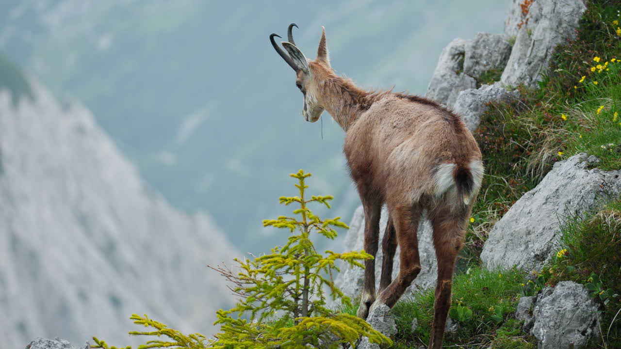 Back of female Capra Alpine Ibex mountain goat in Slovenia Triglav mountain cliff