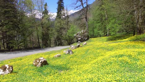 scenic mountain road with yellow flowers and van