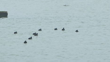 Eurasian-coot-flock-swimming-in-the-water-and-looking-for-food,-overcast-day,-distant-shot