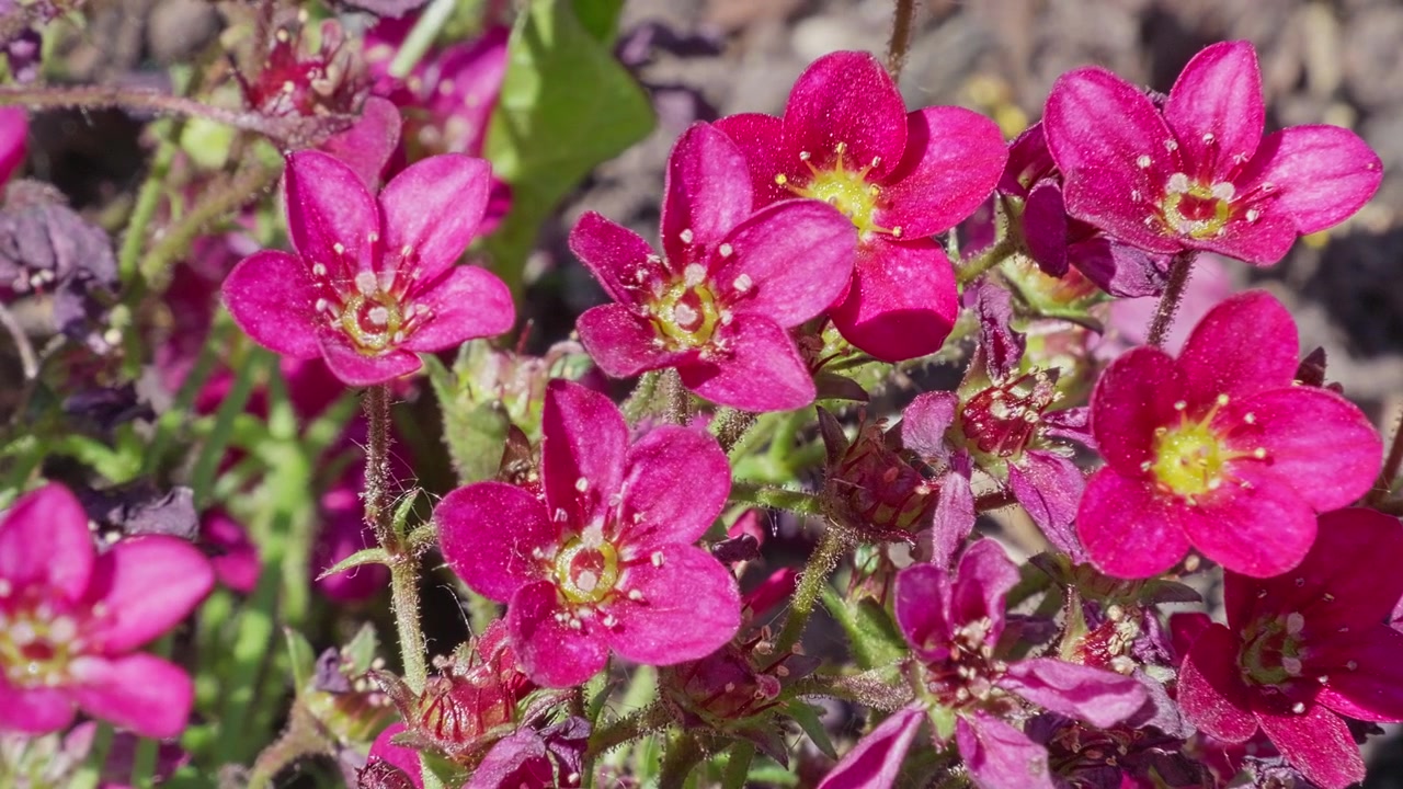 Flores de color rosa brillante florecen en un denso racimo. Los pétalos brillan con un color vivo contra tallos verdes. Los centros amarillos añaden contraste a las vibrantes flores. La luz del sol realza la vitalidad natural de la flor.