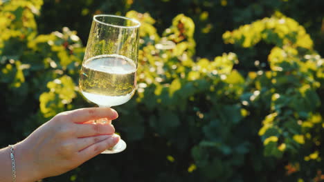 a hand is holding a glass with white wine against the background of a vineyard wine tasting at the w