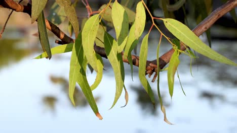 eucalyptus leaves gently moving in the wind