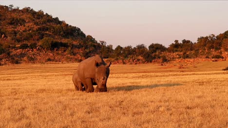 Gefährdete-Breitmaulnashornmutter-Und-Kalb-In-Zeitlupe-Unter-Dem-Afrikanischen-Sonnenuntergang