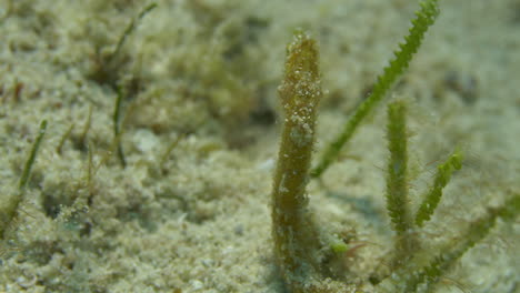 beautiful yellow seahorse hanging on seagrass from the back