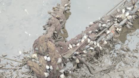 clams and mussels on a mooring rope in a seaport, and two crabs on them