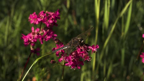 libélula en las flores rosas