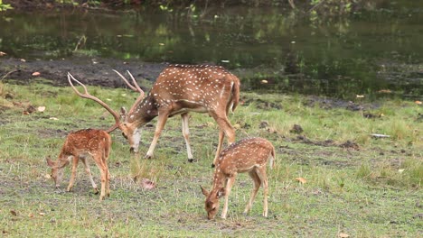 the cheetal deer feed on the green grass near water during the summer months in the jungle called kanha in india