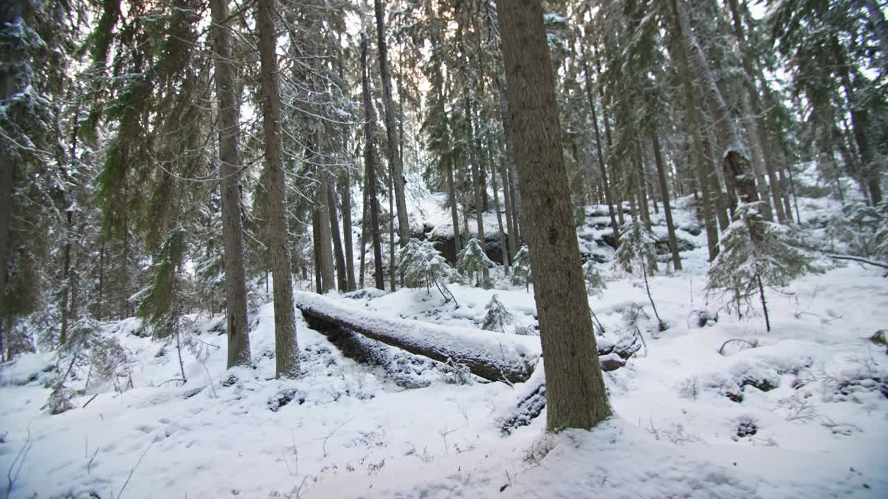 Overflyvning af vinterskov med høje fyrretræer og sne