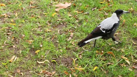 a magpie walking on grass in melbourne