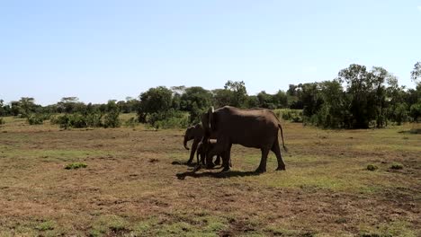 static view of little elephant family walking and grazing in kenya, africa