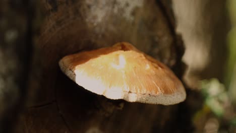 wild forest mushroom growing out of a log during the autumn season