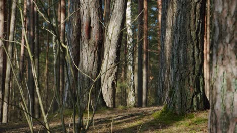 calm forest in the daytime