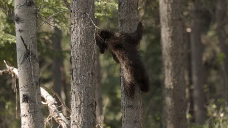 Un-Joven-Cachorro-De-Oso-Grizzly-Asciende-Hábilmente-Por-El-Tronco-De-Un-Abedul,-Con-Sus-Pequeñas-Garras-Agarrando-La-Corteza,-Rodeado-Por-El-Denso-Follaje-De-Un-Frondoso-Bosque-Mientras-La-Luz-Disminuye-Al-Anochecer