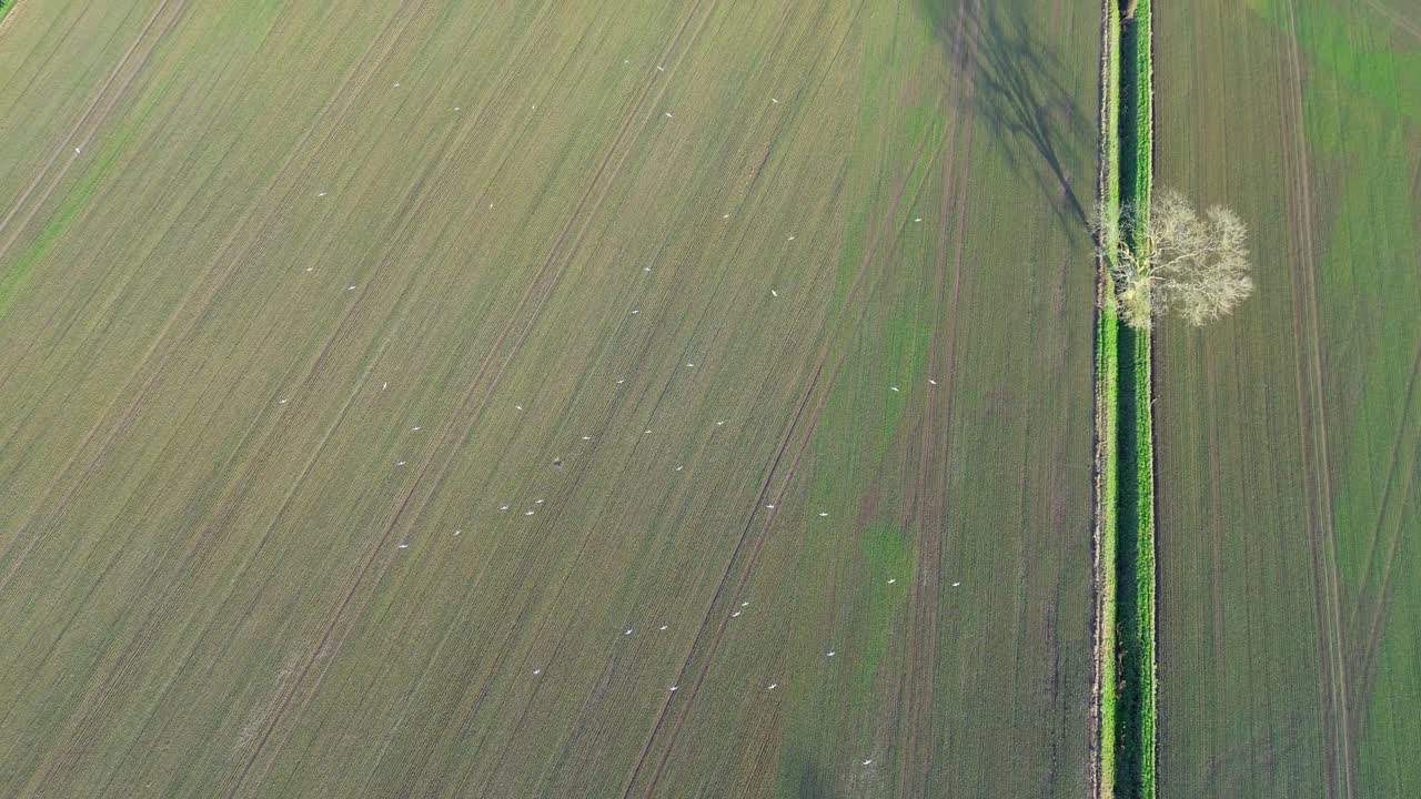 Top-down drone view of UK farmland with scattered seagulls across cultivated soil and a lone tree shadow