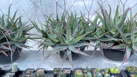 cacti and succulents in a bangkok greenhouse