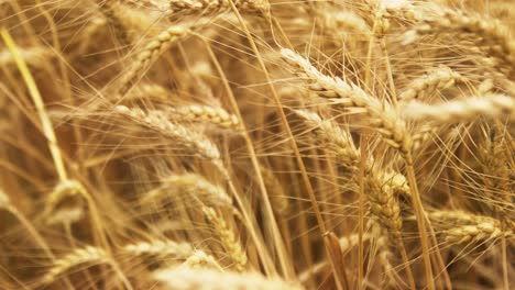 cerca del campo de trigo en un día soleado