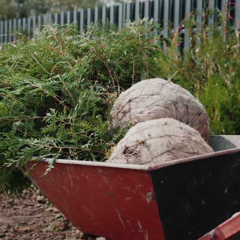 A-man-rolls-a-cart-with-saplings