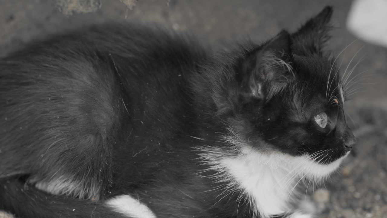 бездомный котенок сидит на улице