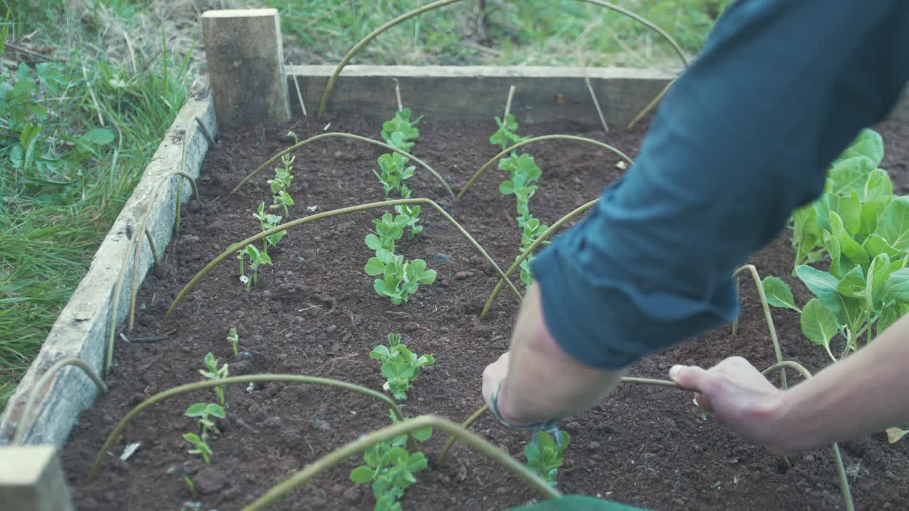 doblando palos sobre brotes de guisantes jóvenes para cubrir con una red