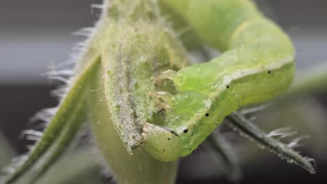 green caterpillar eats green leaves of a tomato bush close-up