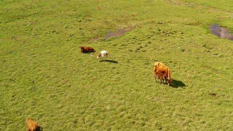 cattle on the plains of bayanbulak.