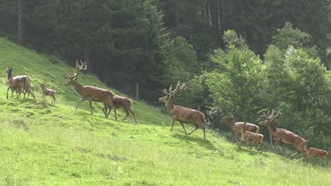 herd of european deer walking on the green meadow on a summer weather in austria