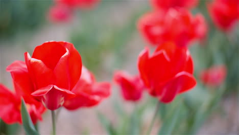 multicolor tulip plantation in spring