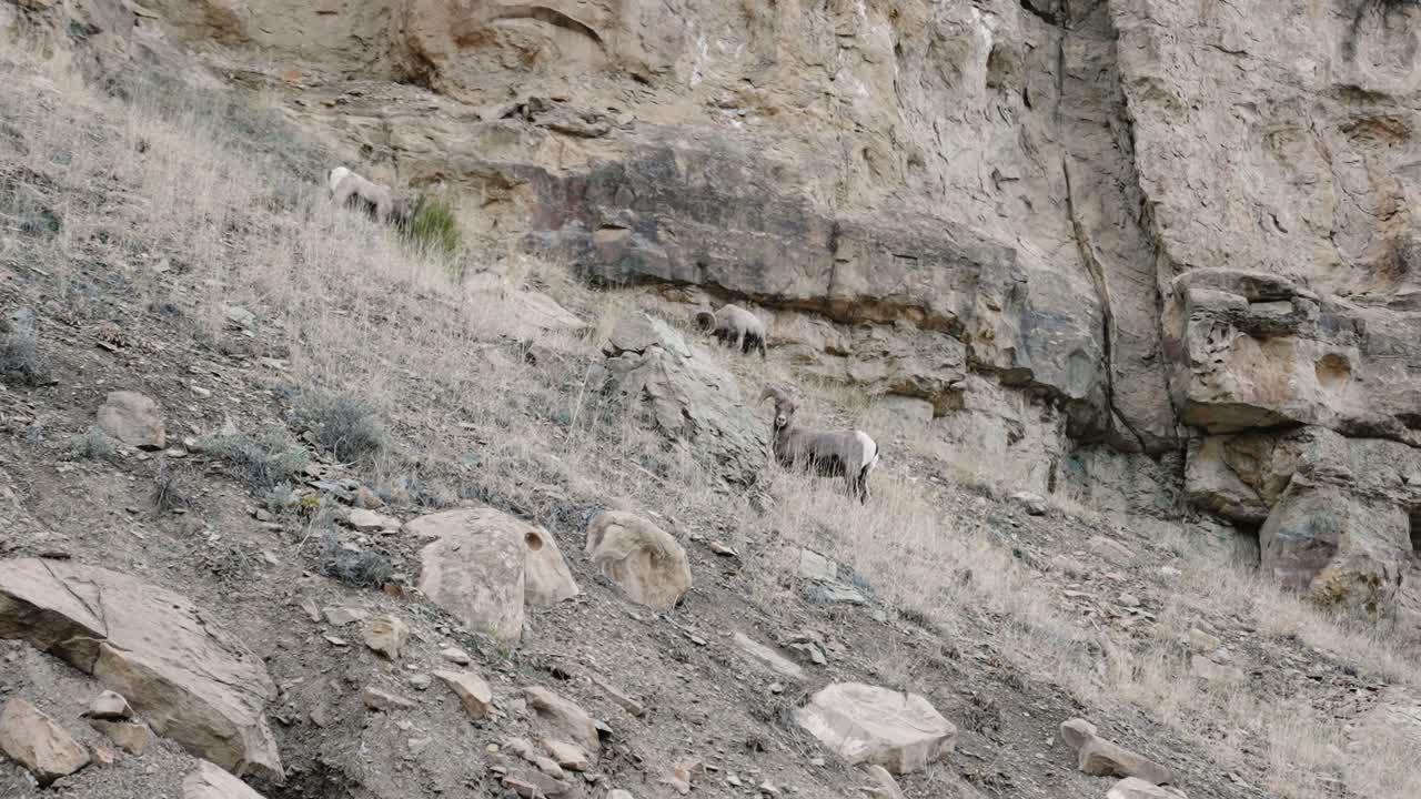 산  에 풀 을 고 있는 야생 의 큰  양 들