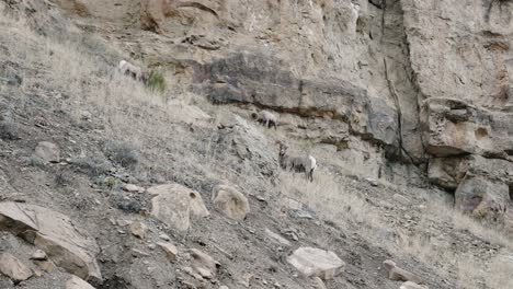 Borrego-Cimarrón-Salvaje-Pastando-En-La-Ladera-De-Una-Montaña